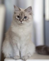 Blue Eyed Stars Freja