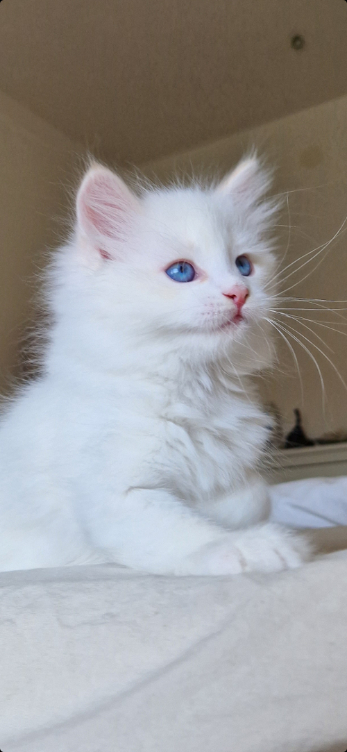 Kattlas_Mirakel_Bruce_4.jpg