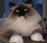Kattlas Mirakel Indigo 1