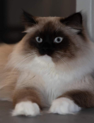 Kattlas Mirakel Indigo 3