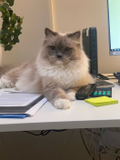 Schohoos Wilhelm1