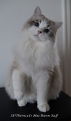 Thorncats Blue Baron Raff 1