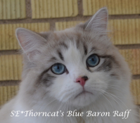 Thorncats Blue Baron Raff 2