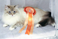 Cassys Aslan