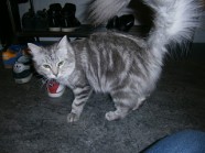 Sib blasilverclassic tabby