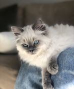 Blue Eyed Stars Fenja a