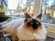 Eyefulbeautys 24 Carat Nem 