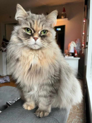 Gislövs Lucy Amsdendotter SIBgs24