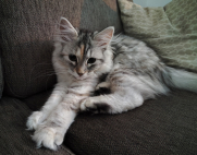 Myrinas Cirilla SIBfs24
