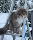 OneCorner Cats Madicen SIB