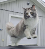 OneCorner Cats Snorkfröken SIBfs09