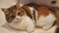 Purrloins Gloija Irwinovna 