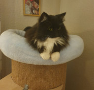 Purrloins Herr Nilsson SIB 