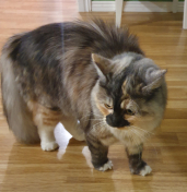 Purrloins Maja Gräddnos SIB