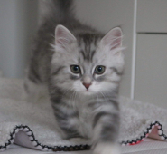 Purrloins Molle Yallimicz S