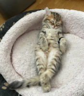 Purrloins Skyes Puff SIB n2