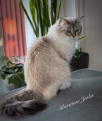 S Siberietass Jenka n 09 2