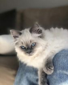 Blue Eyed Fenja