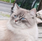 Emons Phantom Cats
