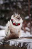 Snowy Sapphires Bastien 2