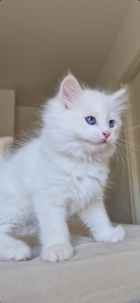 Kattlas Mirakel Bruce 1