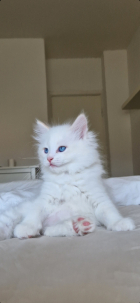 Kattlas Mirakel Bruce 3