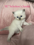 Schohoos Sarabi