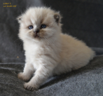 Thorncats 1