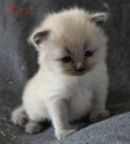 Thorncats 4