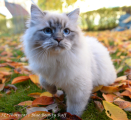 Thorncats Beauty 2