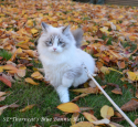 Thorncats Bonnie 2
