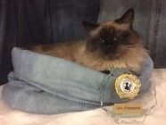 Phoebe2017